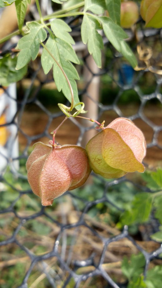 果實 倒地鈴、三角燈籠草, fruit of balloon plant, love in a puff, Cardiospermum halicacabum